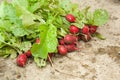 Fresh picked radishes