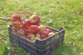 Fresh picked red apples in a wire basket Royalty Free Stock Photo