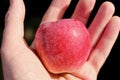 Fresh picked ripe red apple in an open hand from the home garden apple tree. Royalty Free Stock Photo