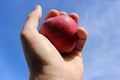 Fresh picked ripe red apple straight from the tree held up against a blue sky. Royalty Free Stock Photo