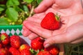 Fresh picked strawberrie helds in open hands Royalty Free Stock Photo