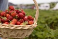 Fresh picked strawberries in a basket on the strawberry plantation