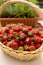 Fresh picked strawberries in a basket on the white table Royalty Free Stock Photo