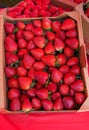 Fresh Picked Strawberries in cardboard conainer Royalty Free Stock Photo