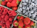 Fresh picked strawberries, raspberries and Blueberries