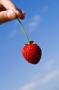 Fresh Picked Strawberry