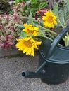 Fresh picked sunflowers in watering can Royalty Free Stock Photo