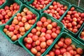 Fresh picked tomatoes from organic and domestic breeding ready for sale Royalty Free Stock Photo