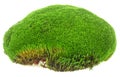 Fresh piece of green forest moss isolated on white background Royalty Free Stock Photo