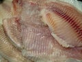 Fresh pieces of Telapia fish fillets stacked on top of each other. There is ice on the pieces. Fish fillet texture Royalty Free Stock Photo