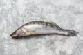 Fresh pike perch, pikeperch. Raw fish. Gray background. Top view Royalty Free Stock Photo