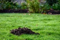 Fresh pile of dirt from a mole hole in a lush green lawn covered with early morning dew