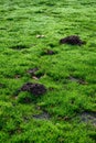 Fresh pile of dirt from a mole hole in a lush green lawn covered with early morning dew