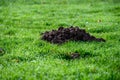 Fresh pile of dirt from a mole hole in a lush green lawn covered with early morning dew