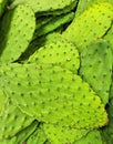 Fresh pile of Nopales Prickly Pear Cactus Paddle Pads