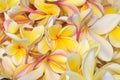 Fresh pile of yellow plumeria blossoms Royalty Free Stock Photo