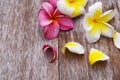 Pink Yellow Plumeria Flowers. Royalty Free Stock Photo