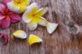 Pink Yellow Plumeria Flowers. Royalty Free Stock Photo