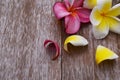 Pink Yellow Plumeria Flowers. Royalty Free Stock Photo