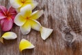 Pink Yellow Plumeria Flowers. Royalty Free Stock Photo