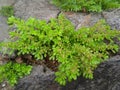 Fresh pilea microphylla rain season bonus