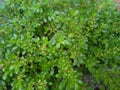 Fresh pilea microphylla rain season bonus
