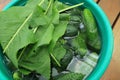 Fresh pimply cucumbers soaked in water before salting Royalty Free Stock Photo