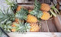 Fresh pine apples in the wooden bucket