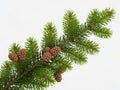 Fresh pine branch with cones isolated on white background Royalty Free Stock Photo