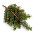 Fresh pine branch with cones isolated on white background Royalty Free Stock Photo