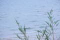 fresh pine branch green leaves in corner. Plant herb branch. isolated on blue water sea background with copy space for text Royalty Free Stock Photo