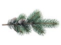 Fresh pine branch with pinecones on white background Royalty Free Stock Photo