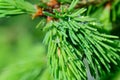 Fresh pine buds for syrup