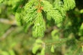 Fresh pine buds for syrup