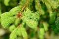 Fresh pine buds for syrup