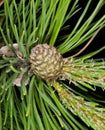 Fresh pine cone