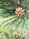 Fresh pine cone in formation on tree Royalty Free Stock Photo