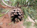 A fresh pine cone on a pine tree Royalty Free Stock Photo