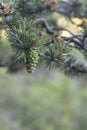 Fresh pine cone on a tree in a forest Royalty Free Stock Photo