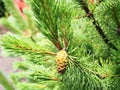 Fresh pine cone on tree Royalty Free Stock Photo