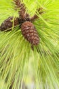 pine cones close up on branches Royalty Free Stock Photo