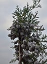 Fresh pine cones of the cypress Royalty Free Stock Photo