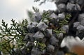 Fresh pine cones of the cypress Royalty Free Stock Photo