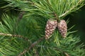 Fresh Pine cones, Pinus sylvestris, during springtime Royalty Free Stock Photo