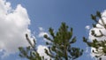 Conifer tree branches against blue sky background with white clouds Royalty Free Stock Photo