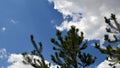 Conifer tree branches on blue sky background with white clouds Royalty Free Stock Photo