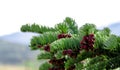 Fresh pine tree growth budding red pine cones Royalty Free Stock Photo