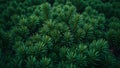 Fresh pine tree needles background with dense layers creating a forest like texture