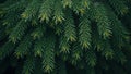 Fresh pine tree needles background with dense layers creating a forest like texture