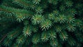 Fresh pine tree needles background with dense layers creating a forest like texture